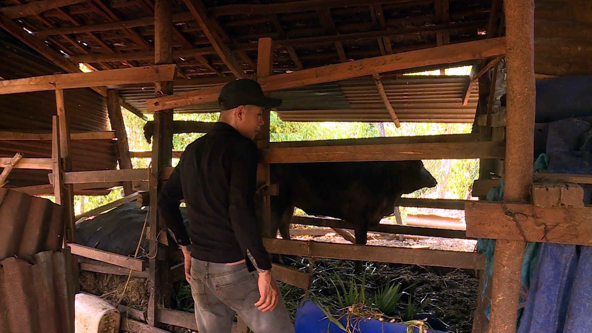 Có nguồn vốn ưu đãi, anh Thành mạnh dạn đầu tư chăm sóc cà phê, nuôi thêm bò sinh sản, từng bước ổn định kinh tế gia đình